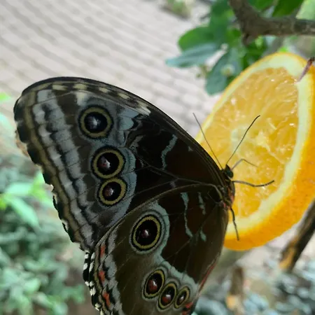 Albatrosa 17 - Nr 3 * ريفال