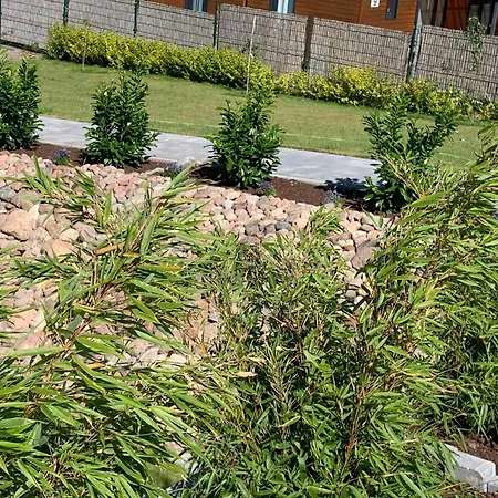 Albatrosa 17 - Nr 3 ريفال