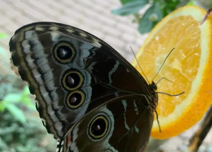 Albatrosa 17 - Nr 3 * Rewal